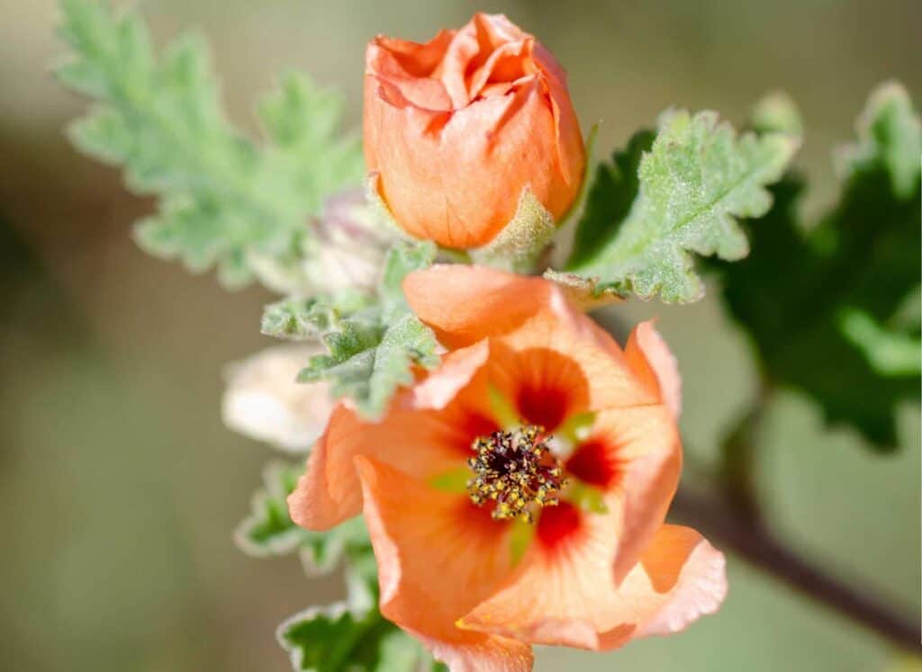 Sphaeralcea-ambigua-2.jpg