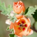 Sphaeralcea-ambigua-2.jpg