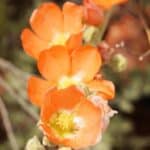 Sphaeralcea-ambigua-3.jpg