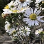 Symphyotrichum-chilense-inat.jpg