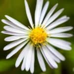 Symphyotrichum-ericoides.jpg