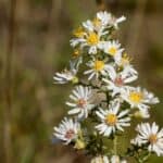 Symphyotrichum-ericoides-inat.jpg