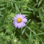 Symphyotrichum-oblongifolium-inat.jpeg