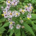 Symphyotrichum-prenanthoides-inat.jpg