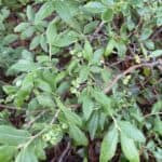 Vaccinium-angustifolium_Closeup.jpg