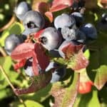 Vaccinium-angustifolium_Closeup2.jpg