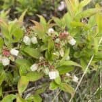 Vaccinium-angustifolium_Flowers.jpg