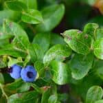 Vaccinium-angustifolium_Fruit-RET.jpeg