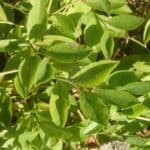 Vaccinium-angustifolium_Leaves2.jpeg
