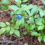 Vaccinium-angustifolium_berries.jpeg