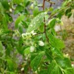 Vaccinium-corymbosum_Closeup.jpeg