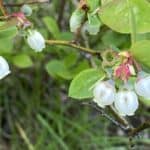 Vaccinium-corymbosum_Flowers-RET.jpg
