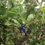 Vaccinium-corymbosum_Fruit.jpg