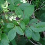 Vaccinium-corymbosum_Leaves.jpeg