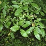 Vaccinium-corymbosum_ZoomedOut.jpg