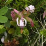 Vaccinium-macrocarpon_Flowers2.jpeg