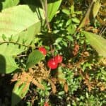 Vaccinium-macrocarpon_Fruit.jpeg