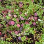 Vaccinium-macrocarpon_Fruit2.jpeg