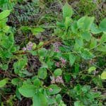 Vaccinium-pallidum_Fruit-RET.jpeg