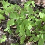 Vaccinium-pallidum_Leaves.jpg
