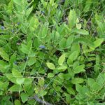 Vaccinium-pallidum_ZoomedOut.jpeg
