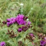 Vernonia-fasciculata-inat.jpeg