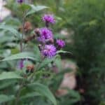 Vernonia_Fasciculata-1-scaled-1.jpg