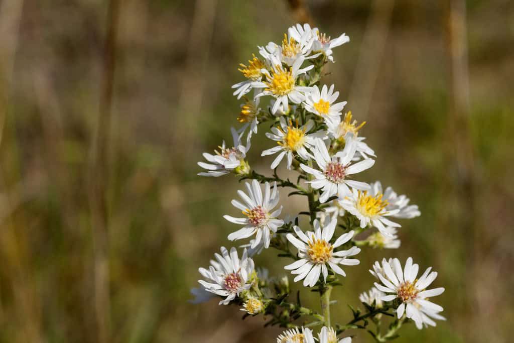 White Heath Aster_Symphyotrichum ericoides inat