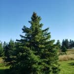 picea glauca zoomed out