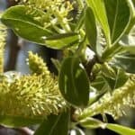 salix-lasiolepis_flowers.jpg
