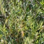 salix-lasiolepis_leaves-RET.jpg