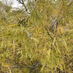 salix-nigra_leaves.jpg