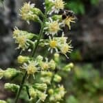 solidago-bicolor-inat.jpeg