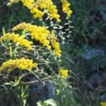 solidago-nemoralis-inat.jpg