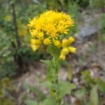 solidago-rigida-inat.jpeg