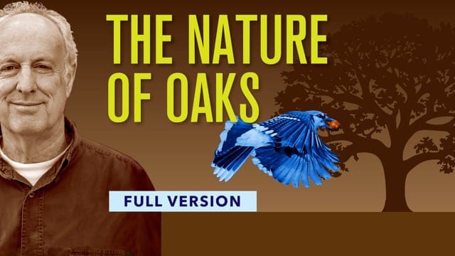The Nature of Oaks - HNP - Homegrown National Park