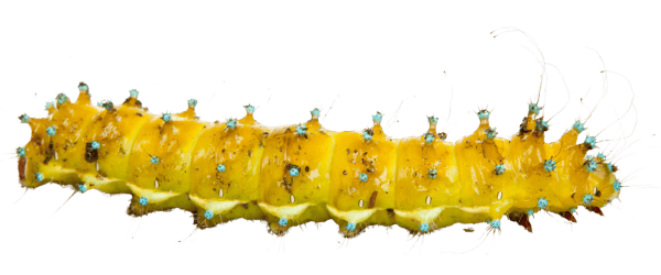 Cecropia Moth caterpillar Cecropia Moth caterpillar