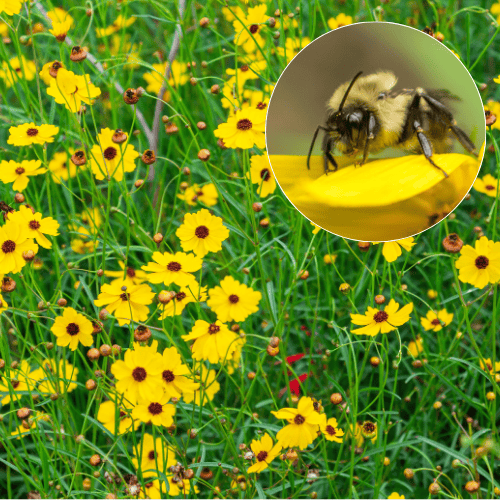 Coreopsis leavenworthii and eastern bumblebee Coreopsis leavenworthii and eastern bumblebee