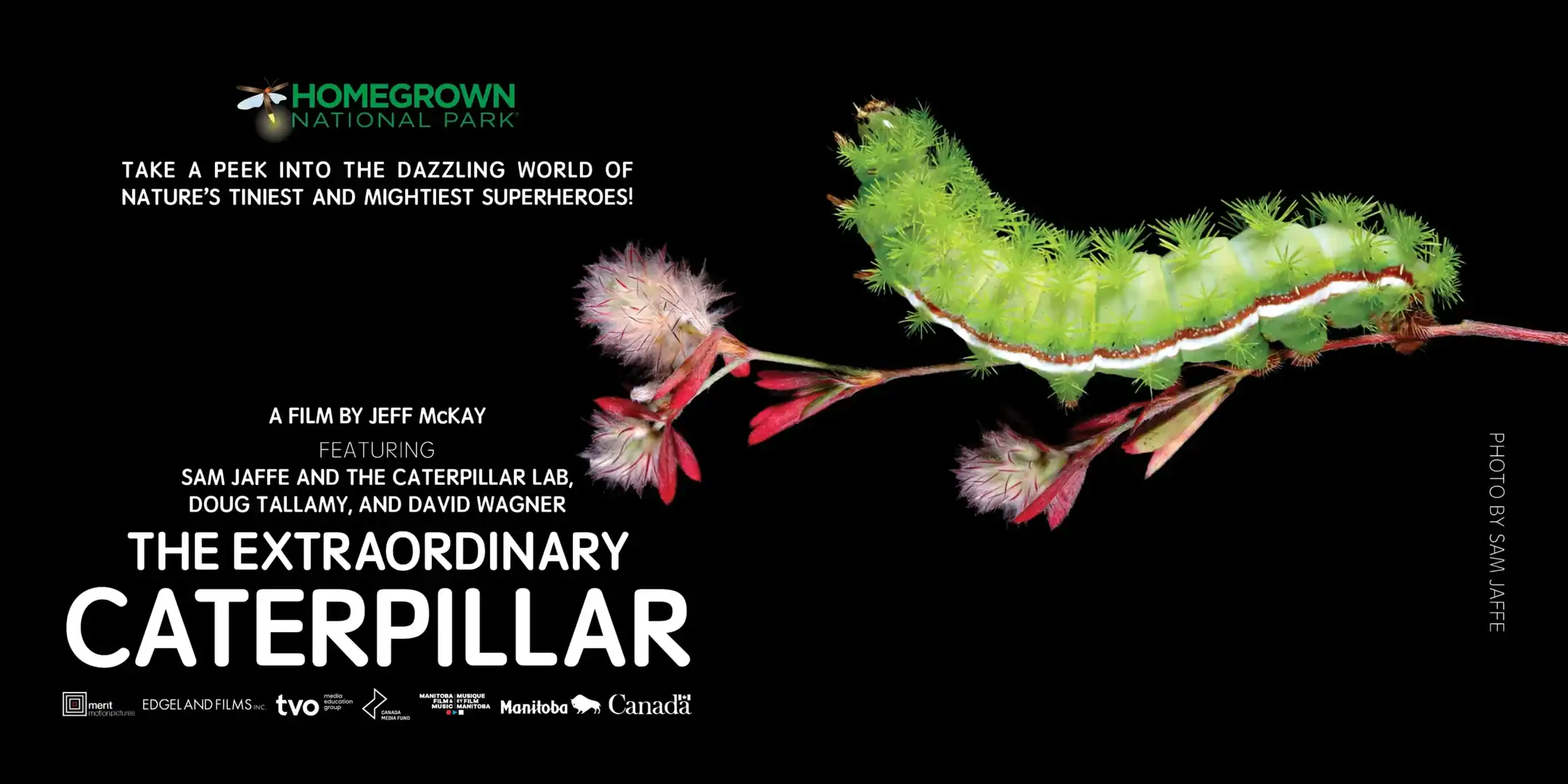 Extraordinary Caterpillar Email Header