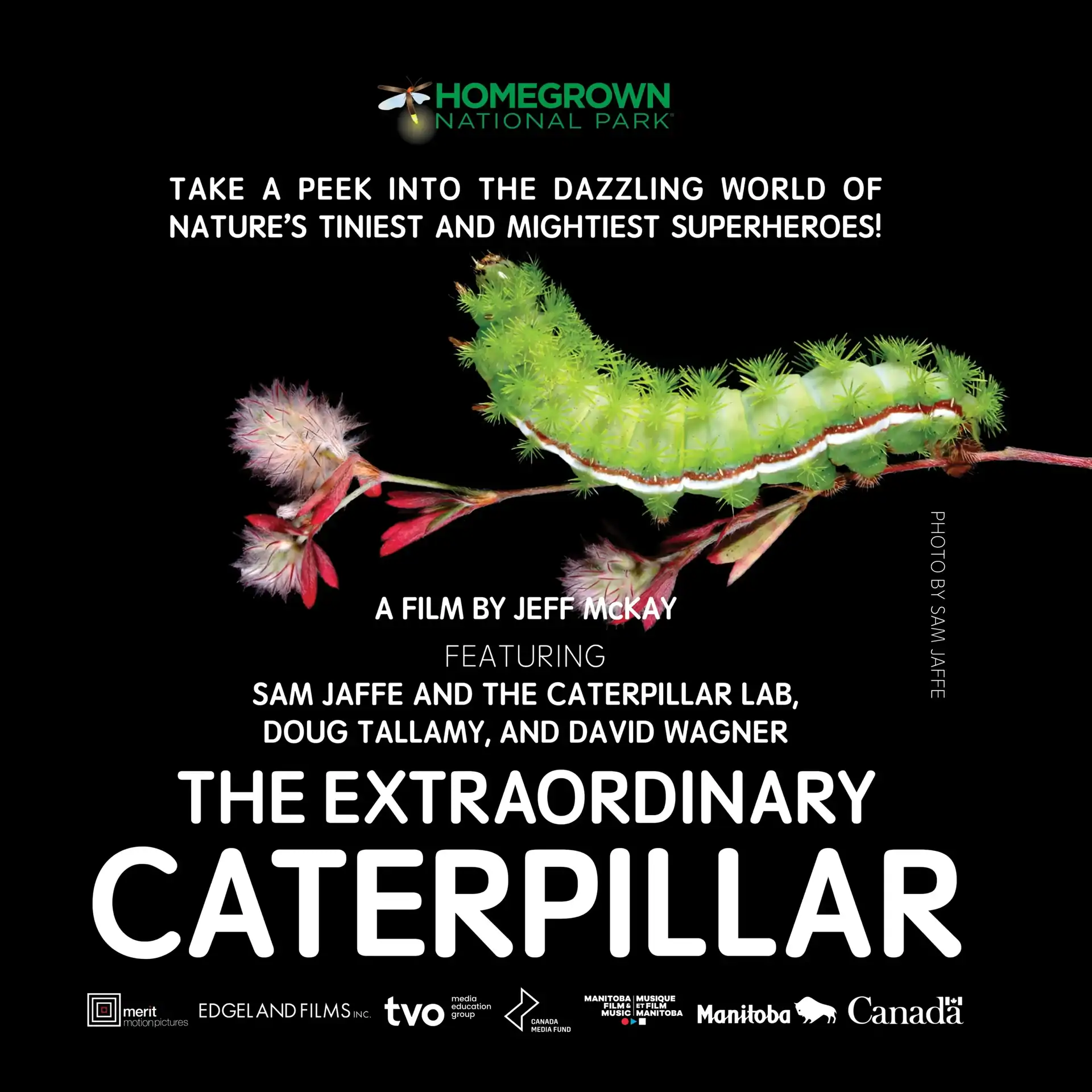 Extraordinary Caterpillar Social
