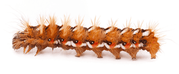 Sycamore Tussock Moth Caterpillar Sycamore Tussock Moth Caterpillar