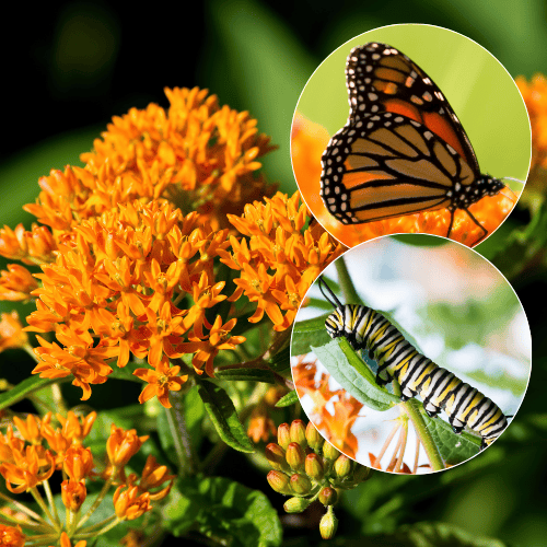 butterfly weed and monarch butterfly and caterpillar butterfly weed and monarch butterfly and caterpillar