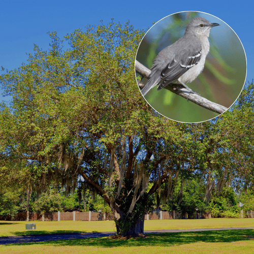 coast live oak and northern mockingbird coast live oak and northern mockingbird