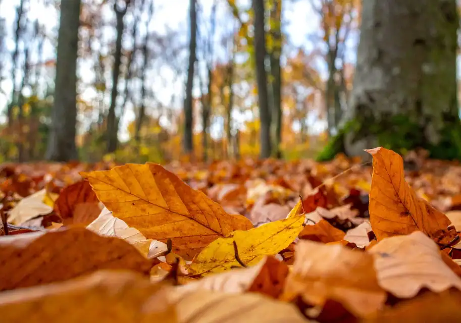 Leave the Leaves Homepage Close-up of colorful autumn leaves covering the ground beneath trees in a forest, illustrating natural leaf litter that supports wildlife and healthy soil.