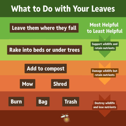 Leave the Leaves diagram Gradient chart showing how common leaf management methods rank for biodiversity and soil health, from most beneficial to least: leaving leaves in place, raking into beds, composting or mulching, mowing or shredding, and finally bagging or burning.