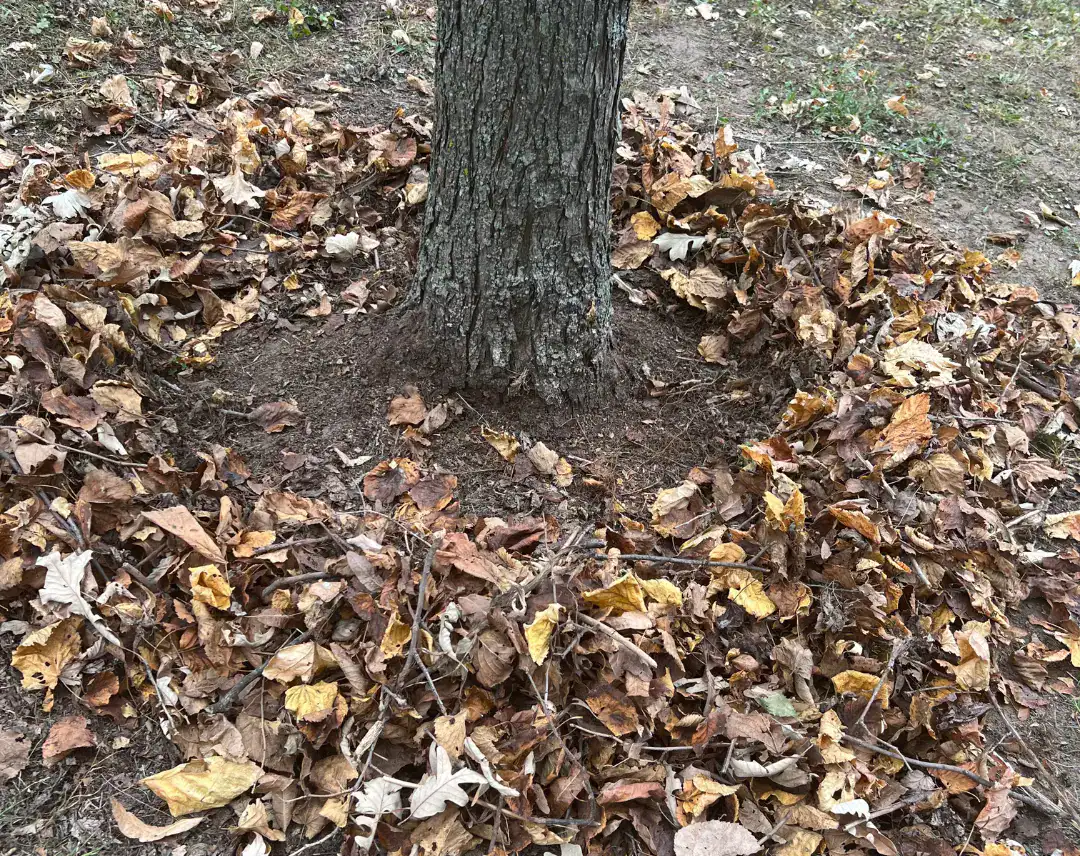 Leaves Heavy Layer Tree