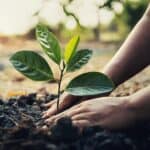 leaf-limb-saplings_planting