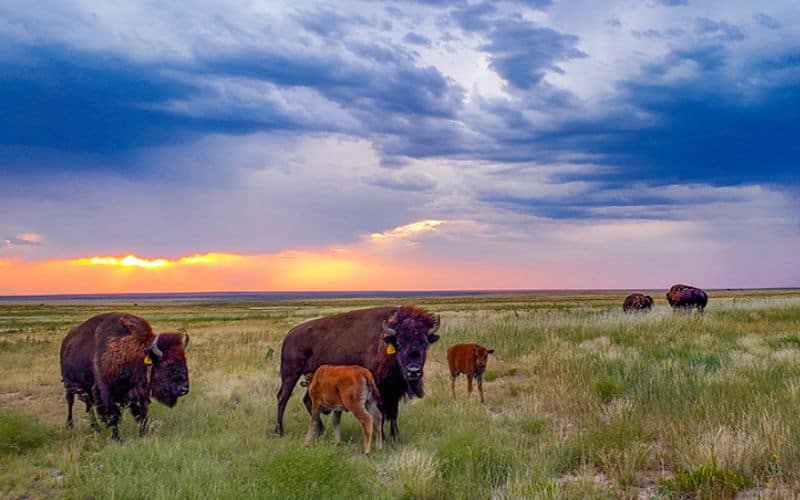 Bison grazing with calves on shortgrass prairie at sunset in southeast Colorado