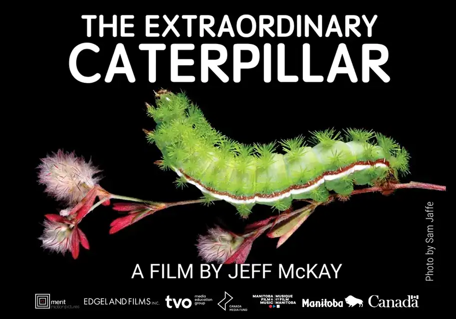 Extraordinary Caterpillar Homepage