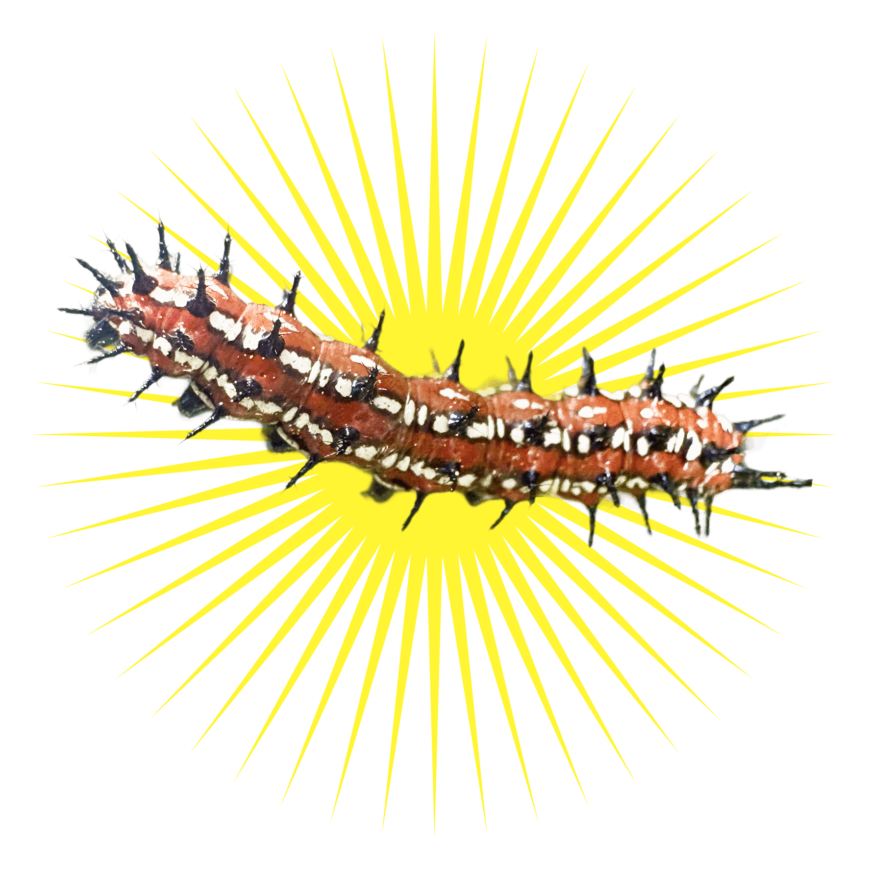 117571328ea6f487a69b6a4199c58043f8e612b2